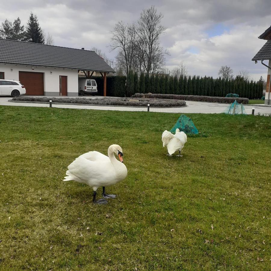 Agroturystyka Aura Kostrzyca 外观 照片